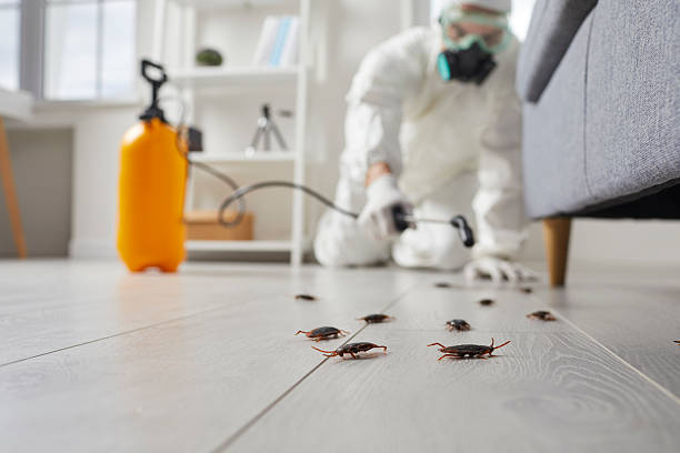 Commercial Rodent Management in Point